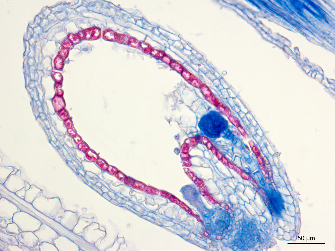 Image of endosperm in A. thaliana seed