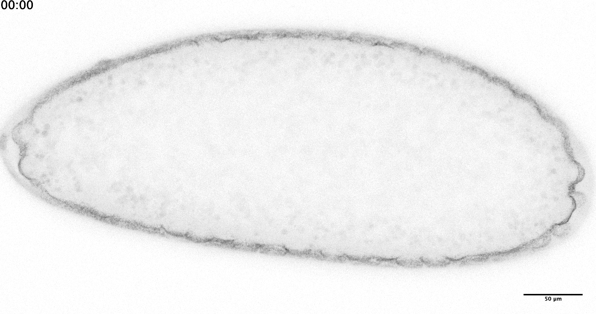 A gif of an oval-shaped embryo, clear on white background, with large cells growing on the right edge 