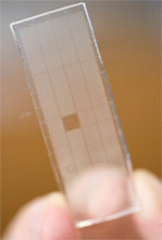A coated glass slide, clear and etched with a grid of squares