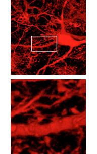 Top: neural cells and bottom: a close up that shows the synaptic integration of the cells