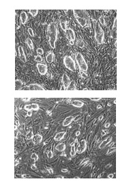 Naturally derived embryonic stem cells from mice (top) and reprogrammed fibroblasts (bottom).
