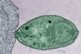 Micrograph of a green, oval parasite with tip pressed against the edge of a cell