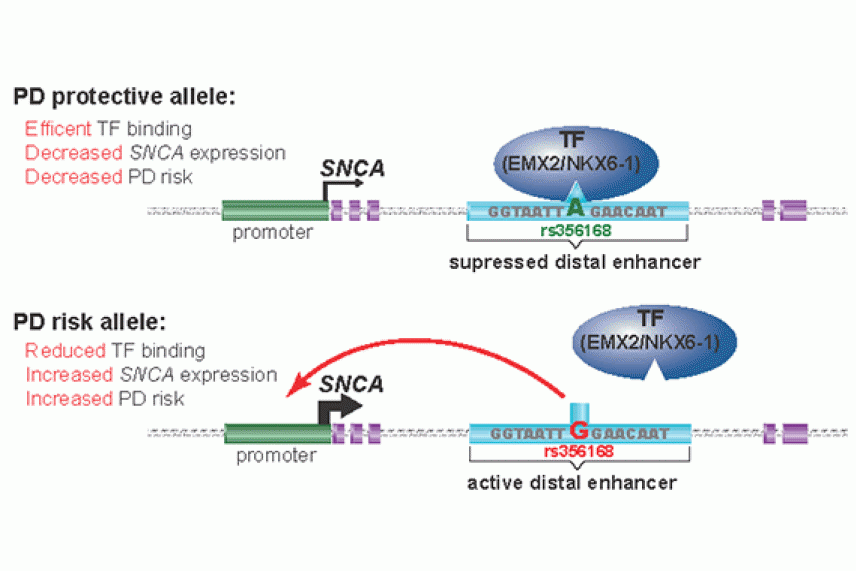 Diagram of how an enhancer region of DNA affects Parkinson's disease risk