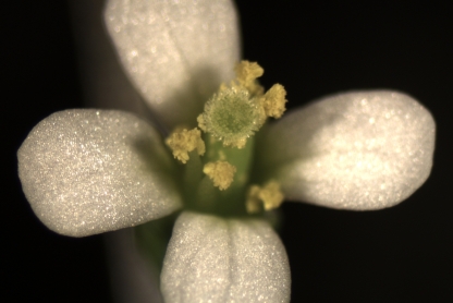 A flower on a black background