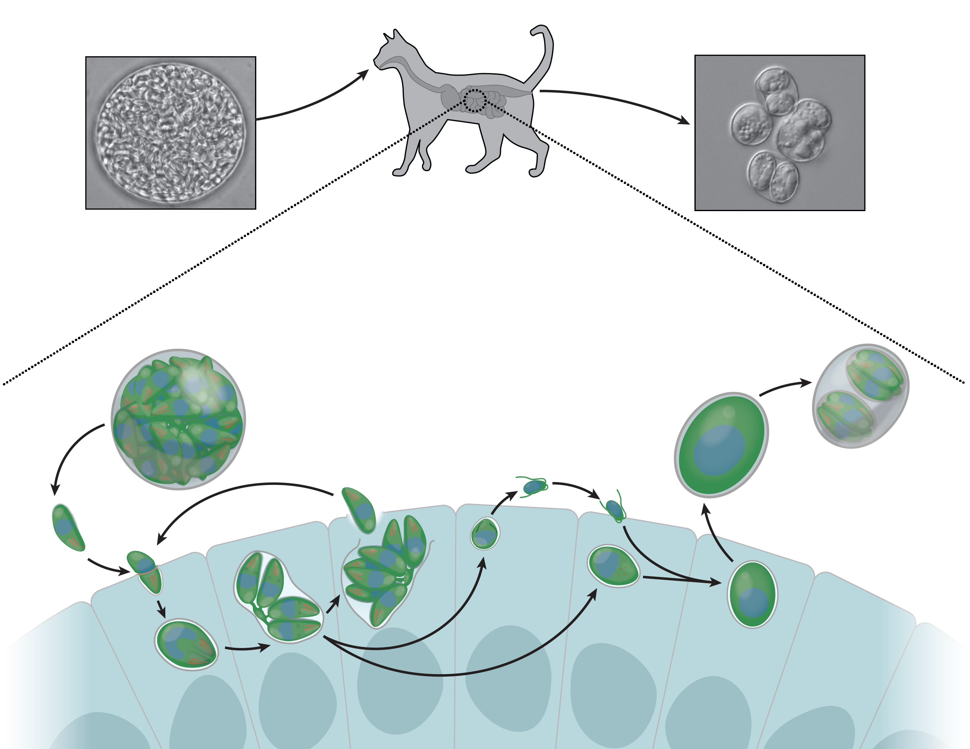 Toxoplasma gondii parasite's life cycle in cats
