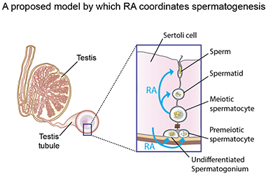 Diagram of model by which retinoic acid coordinates spermatogenesis