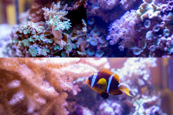 Collage of the Sabatini lab saltwater aquarium, with images of coral and a clownfish