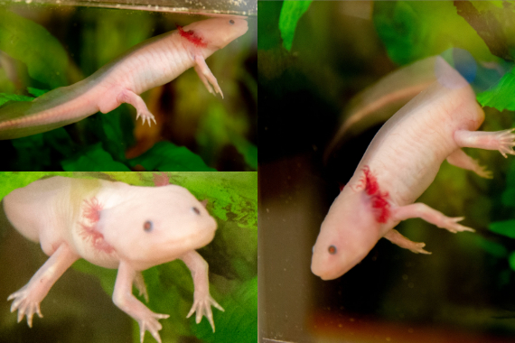 Collage of Montgomery the axolotl