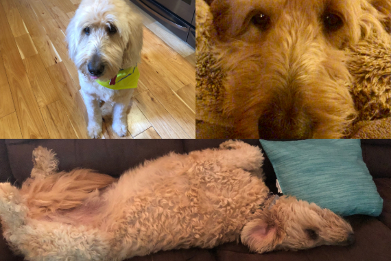 Collage of Edie Valeri's dog Chance, a golden-doodle