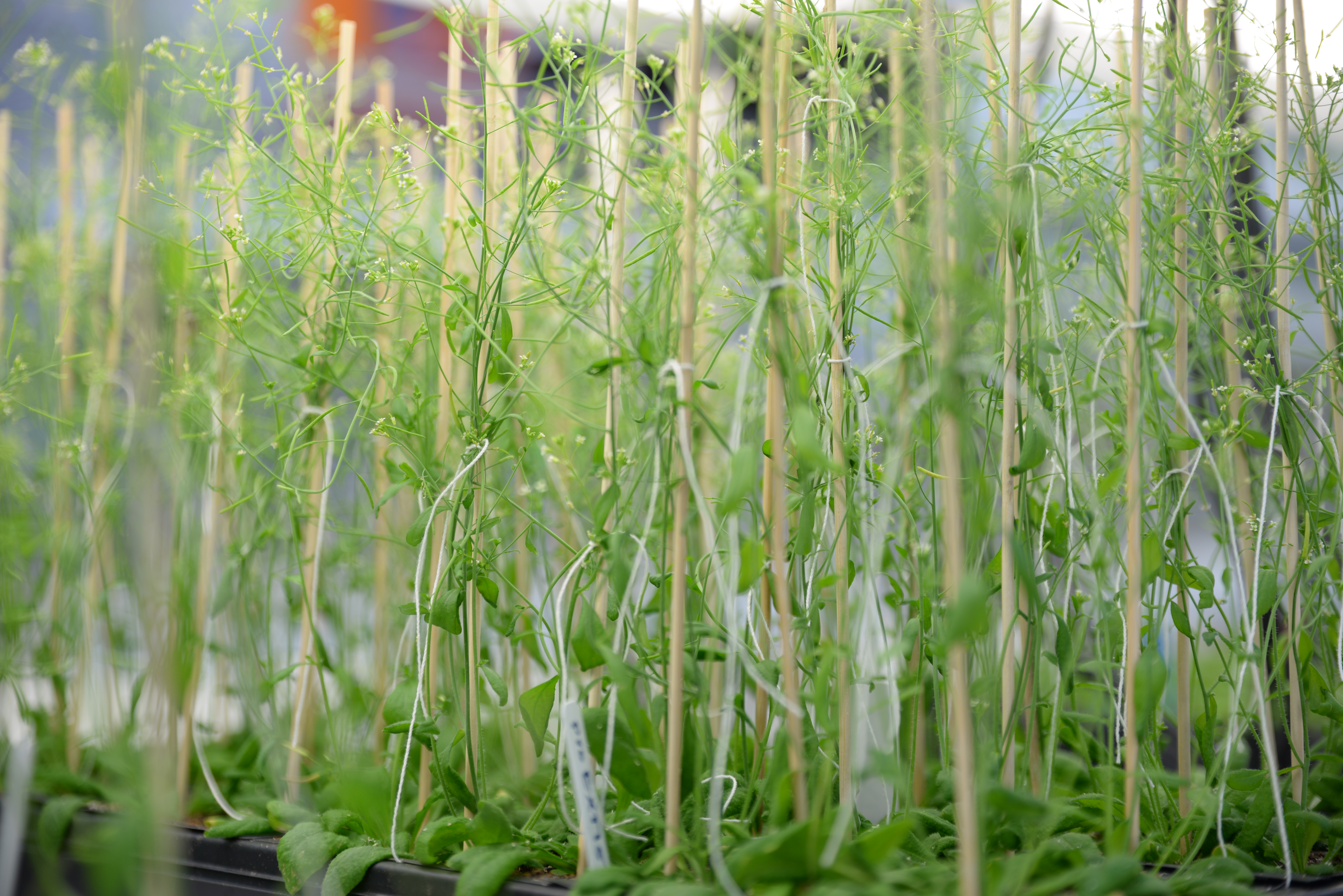 Picture of arabidopsis