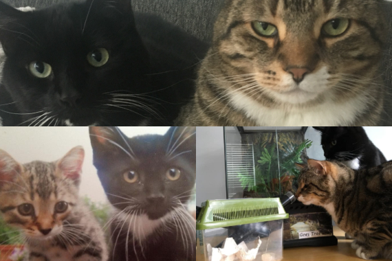 Collage of Emily Shortt's cats, Lily and Miko