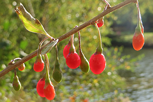 Picture of goji berries