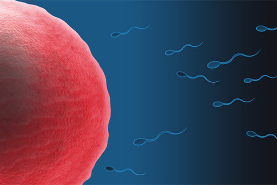 Illustration of egg with sperm swimming toward it