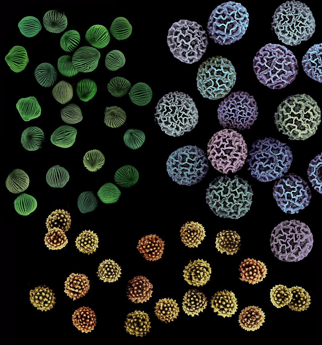 Three types of pollen, each with a different pattern on its surface