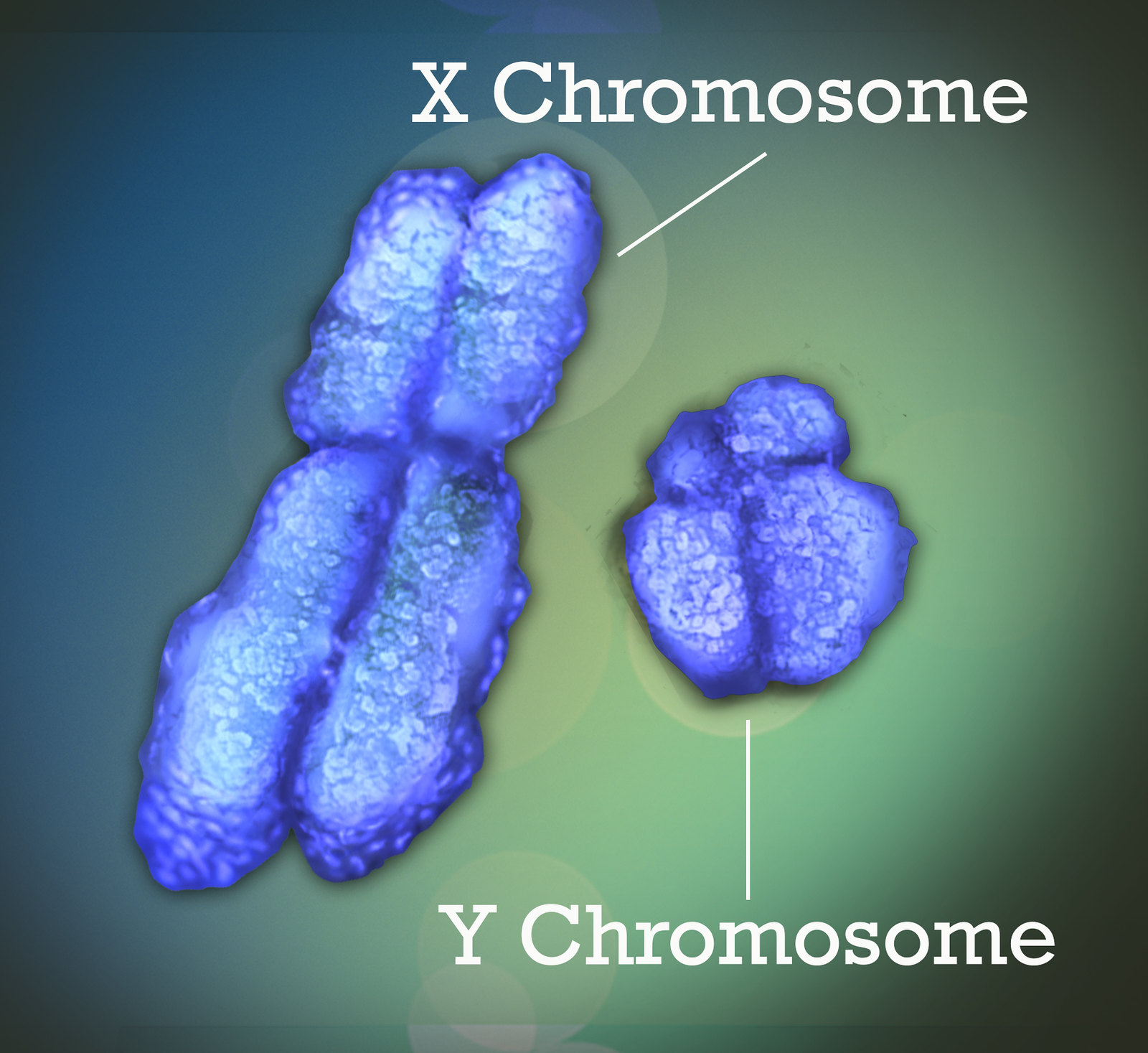 X and Y chromosome illustration