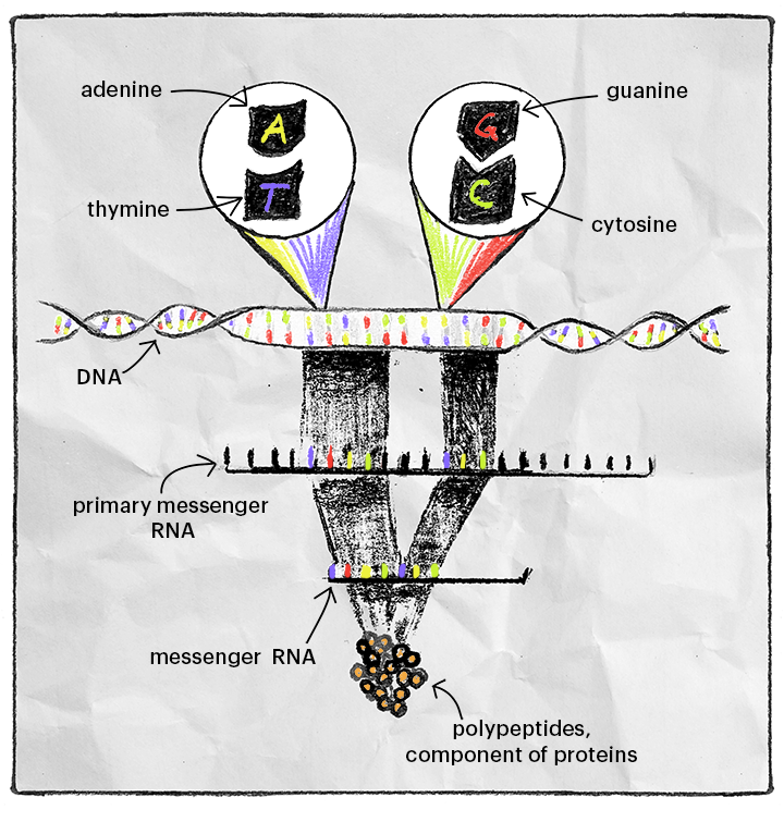 DNA, RNA and protein schematic 