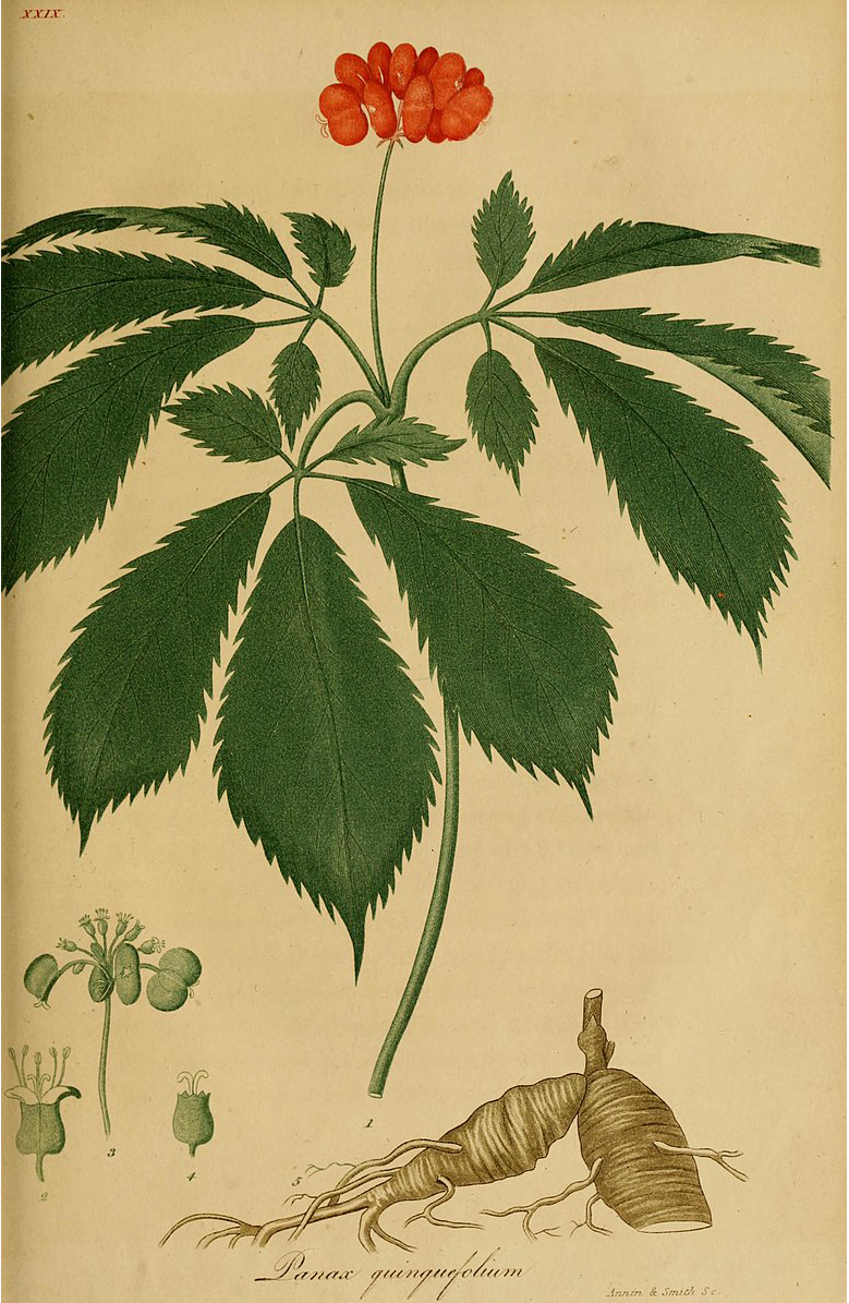 A text from the 1800s documenting the use of ginseng in herbal medicine. 