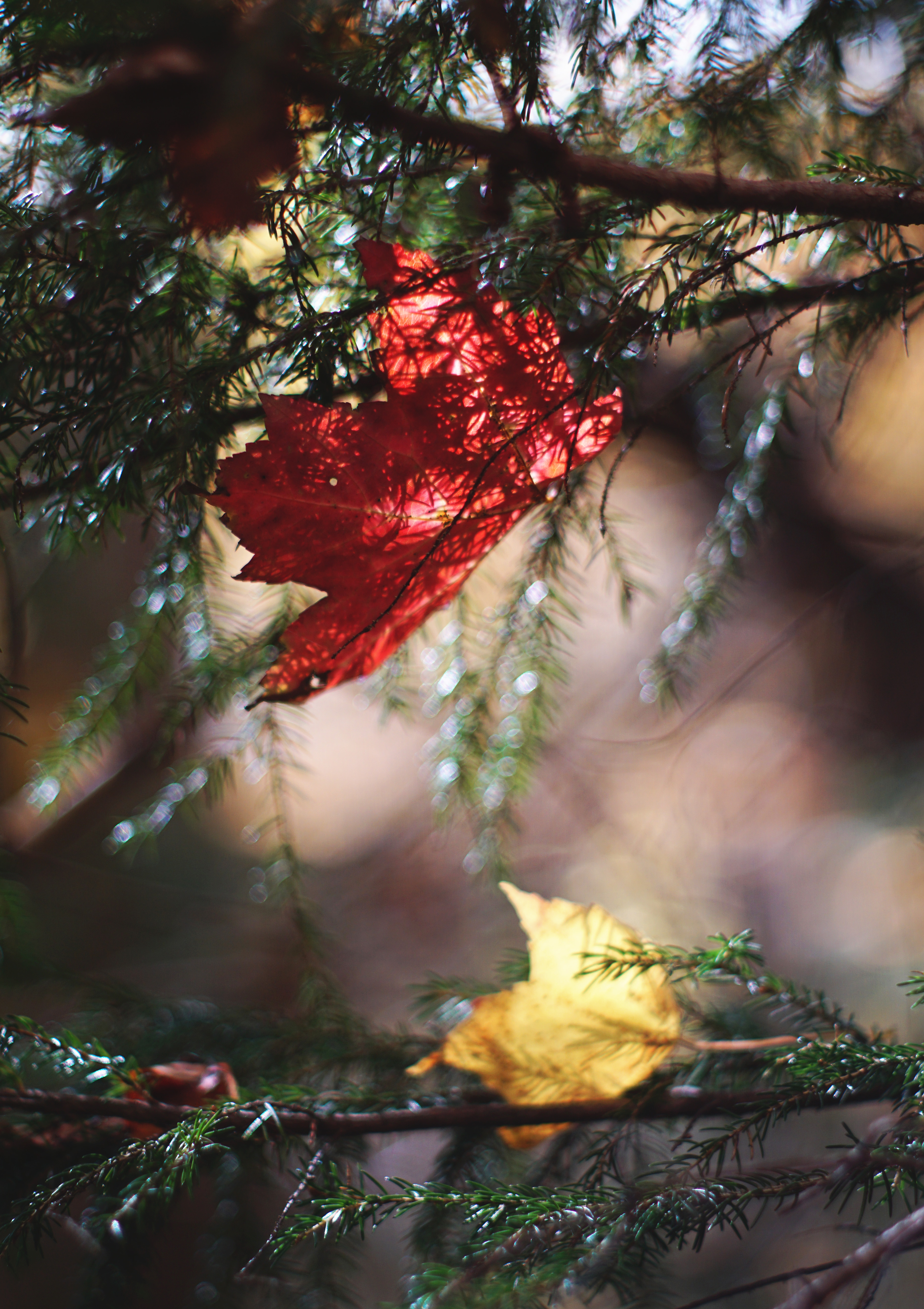 Red deciduous leaves and green evergreen leaves.