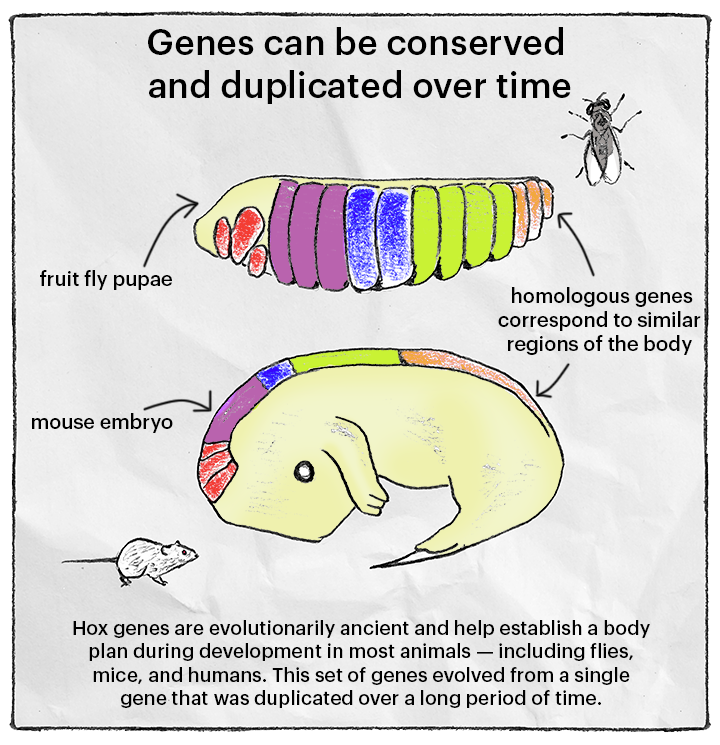 hox genes on fly embryo and mouse embryo