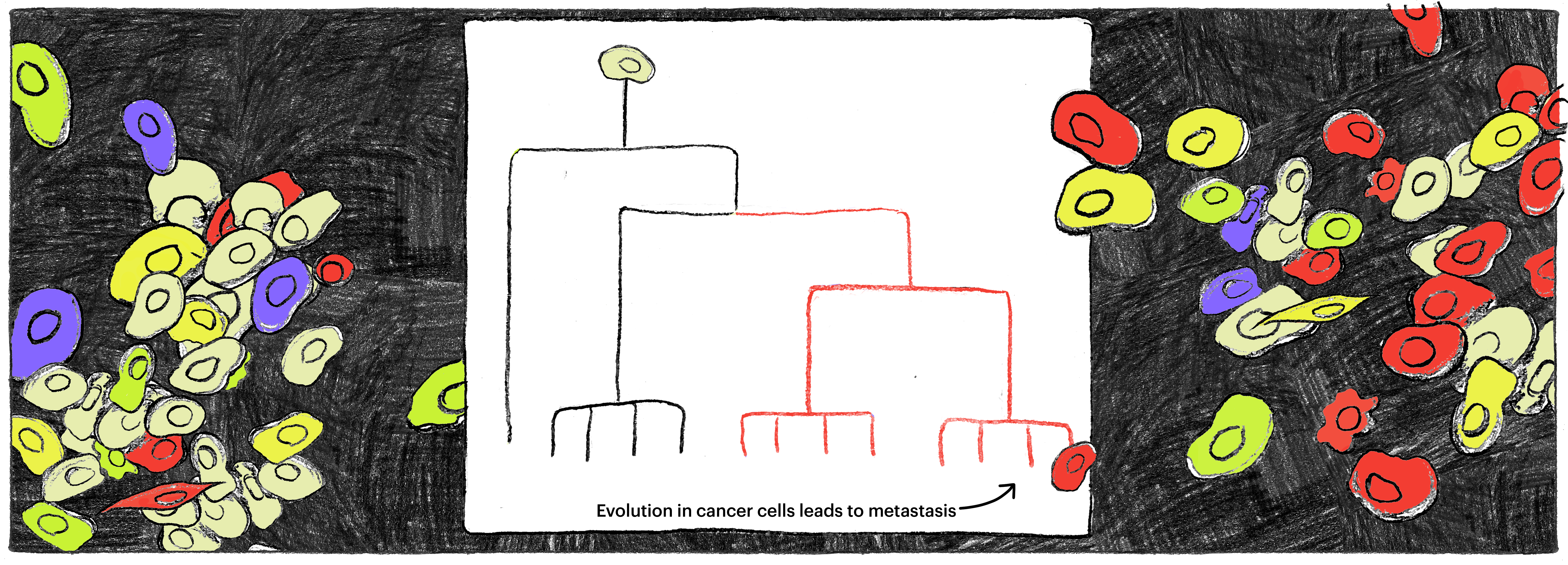 evolution of cancer cells over time 