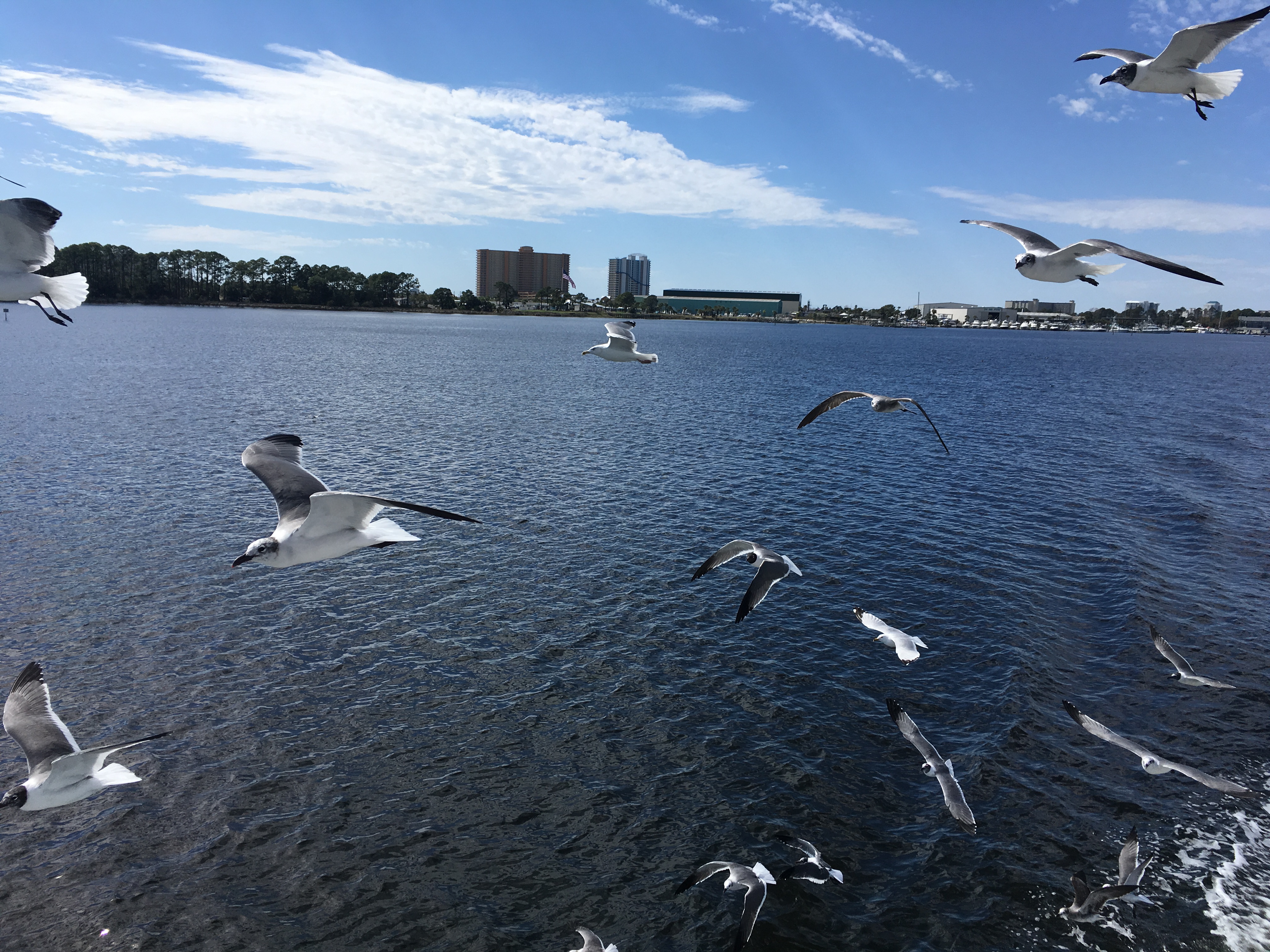 Birds flying over water
