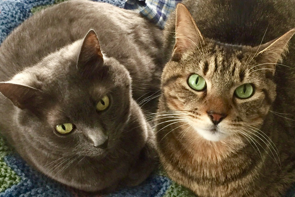 Laura Blanton's cats sitting on a blanket