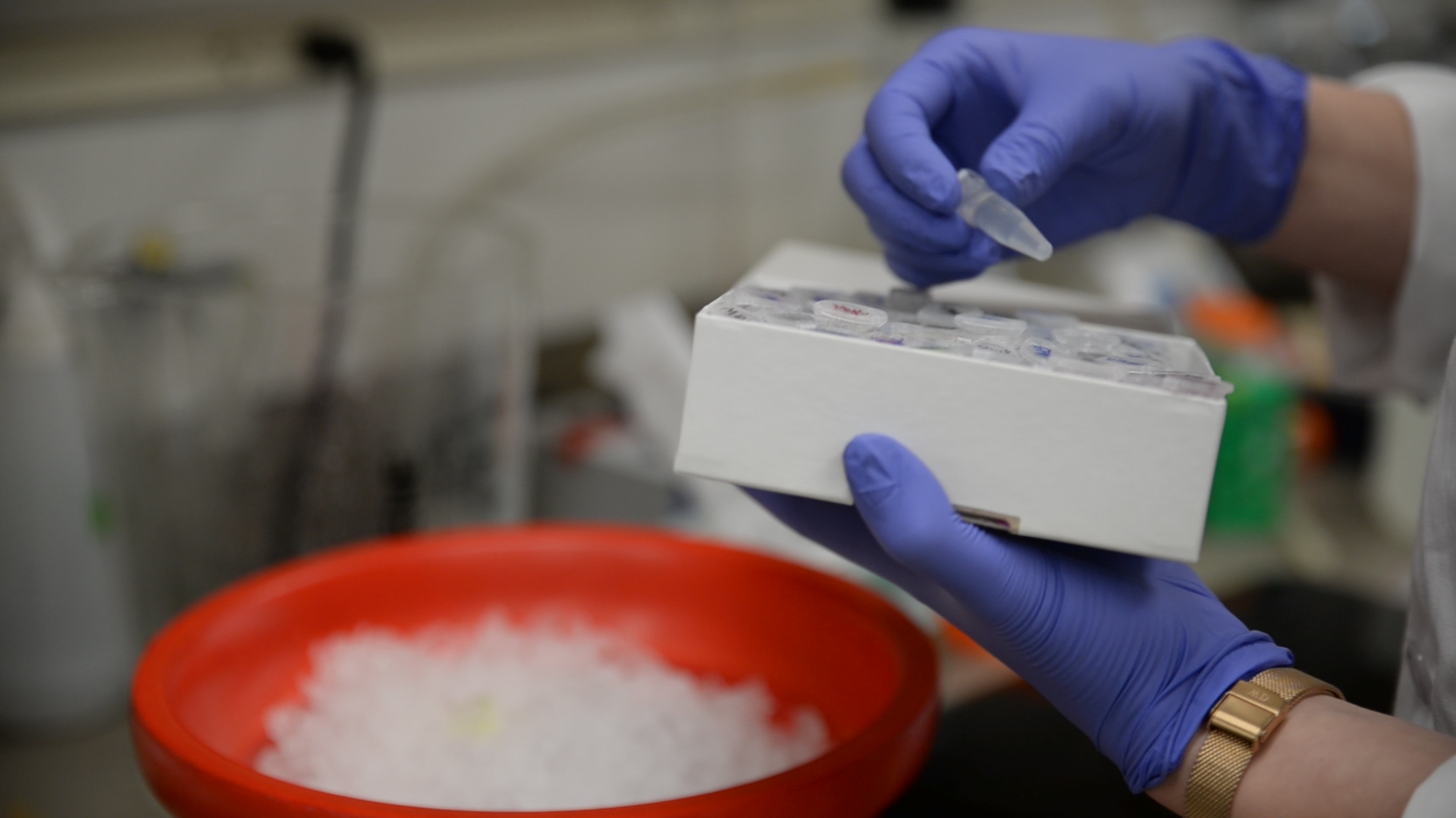 A gloved hand takes one microcentrifuge tube out of a box of samples above a bucket of ice