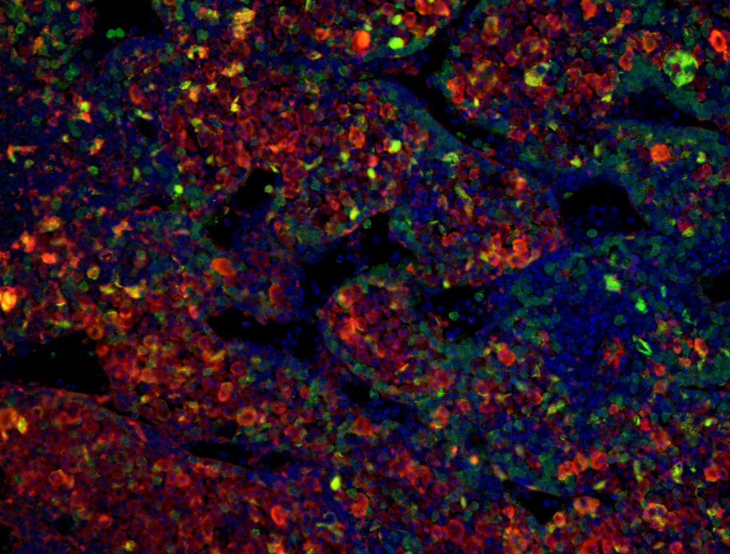 Colorful cells on a black background.