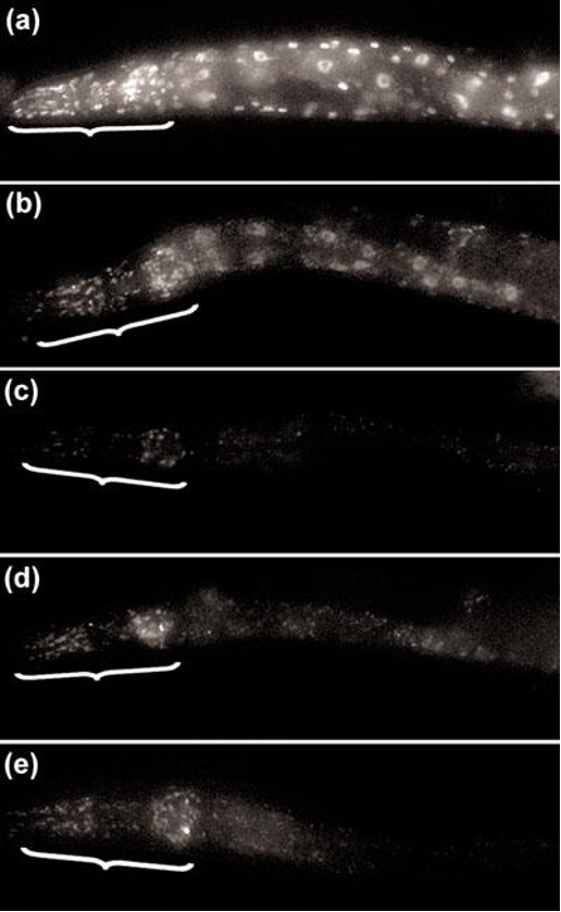 Several panels of worms with glowing spots on their bodies