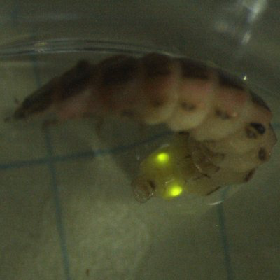A pale larva curled in a clear container, with eyes glowing