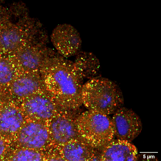 Cells with green and red dots visible 