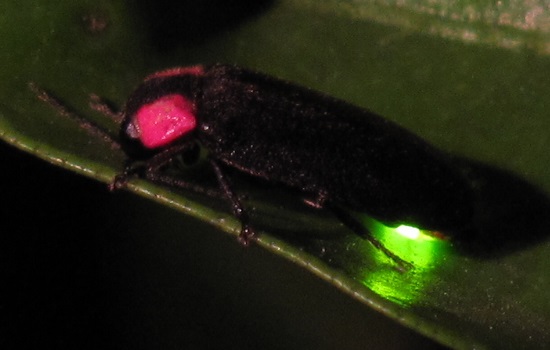 A firefly with red eyes and a green glow under its rear.