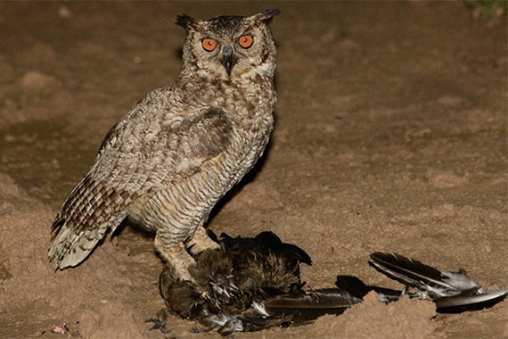 Great horned owl on the ground with prey