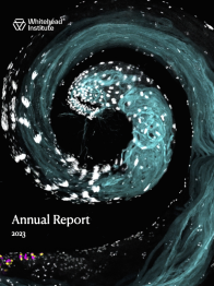 Cover of 2023 AR: blue spiral micrograph of a fly testis