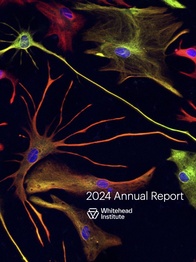 Cover with "2024 Annual Report" and Whitehead Institute logo over microglia, with thin finger-like protrusions stretching from colorful cell bodies