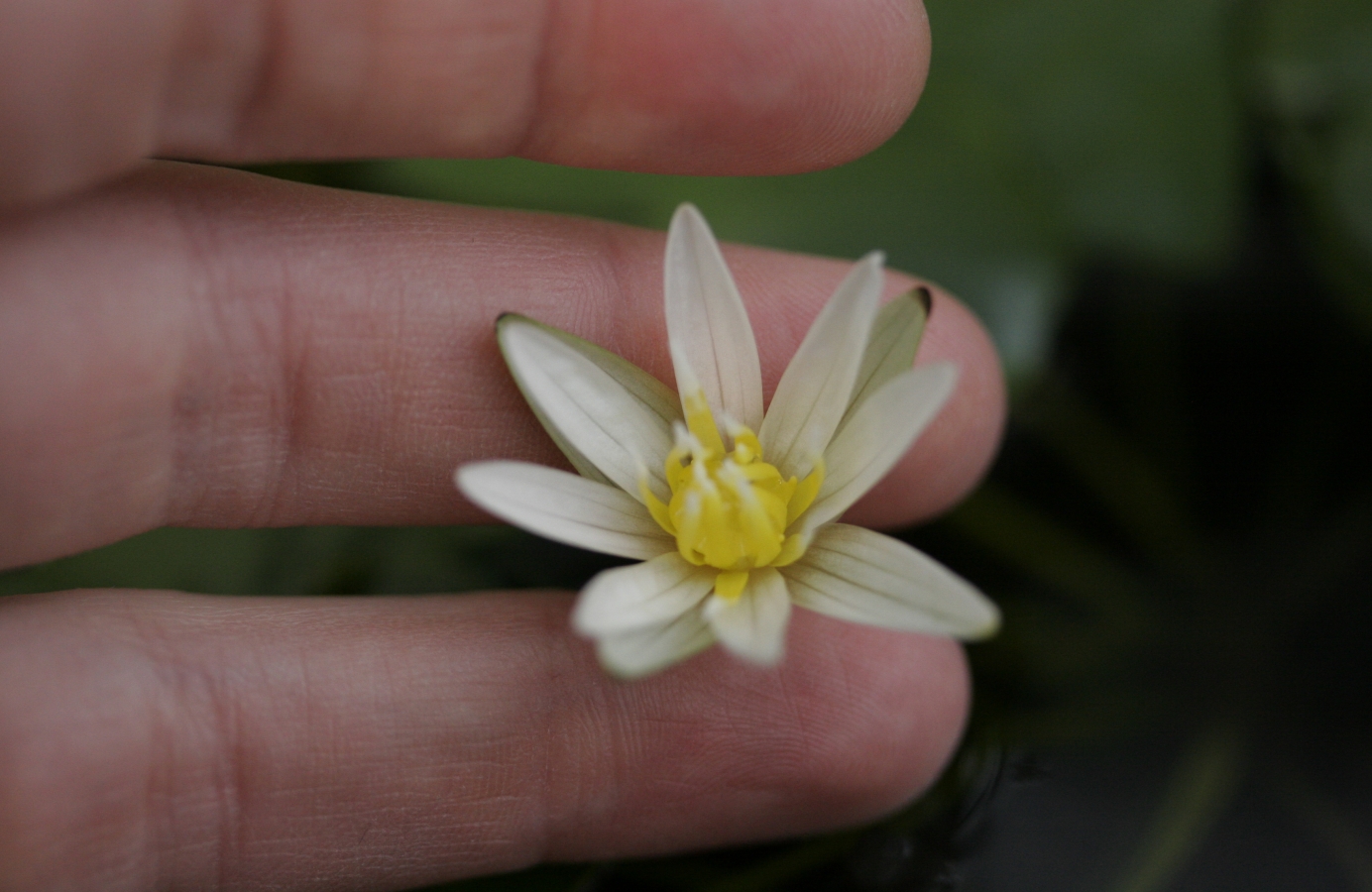 Mini Lily, Double Yellow Heavy Grain, Lily