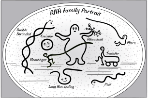 Cartoon of different kinds of RNA