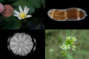 Four images: top left is a lily flower next to a penny, top right is a three-banded panther worm, bottom left is yeast in a dish, bottom right is a close up of flowering Arabidopsis