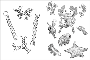 Illustration of different molecules (left) and different organisms (right)