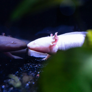 An axolotl touches its nose to its reflection in the side of a tank