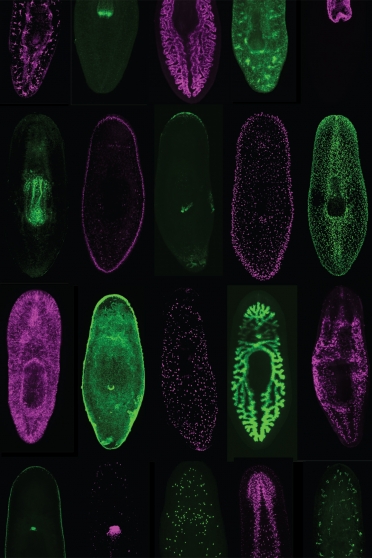 Alternating pink and green ovals (these are planarians) with different parts of their bodies glowing.