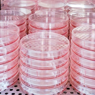 Stacks of petri dishes with cell cultures
