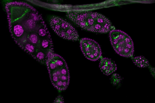 Mid-oogenesis Drosophila egg chambers