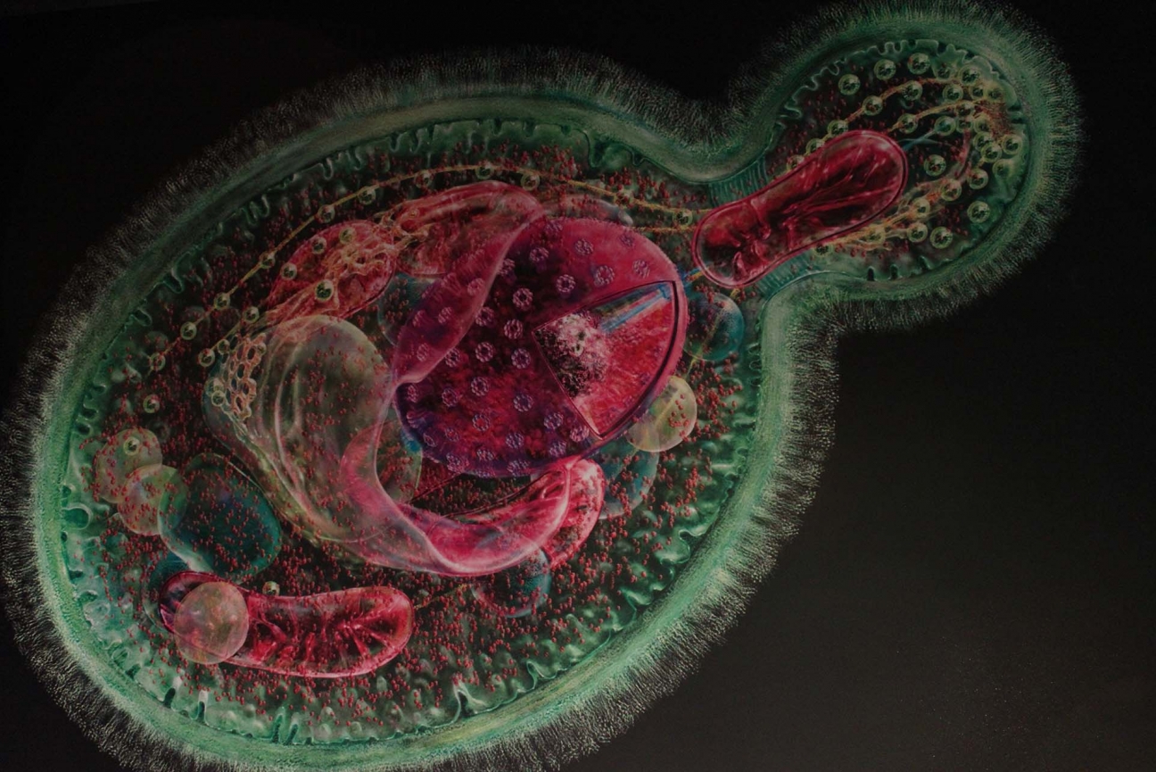 Artist's rendering of a yeast cell showing organelles