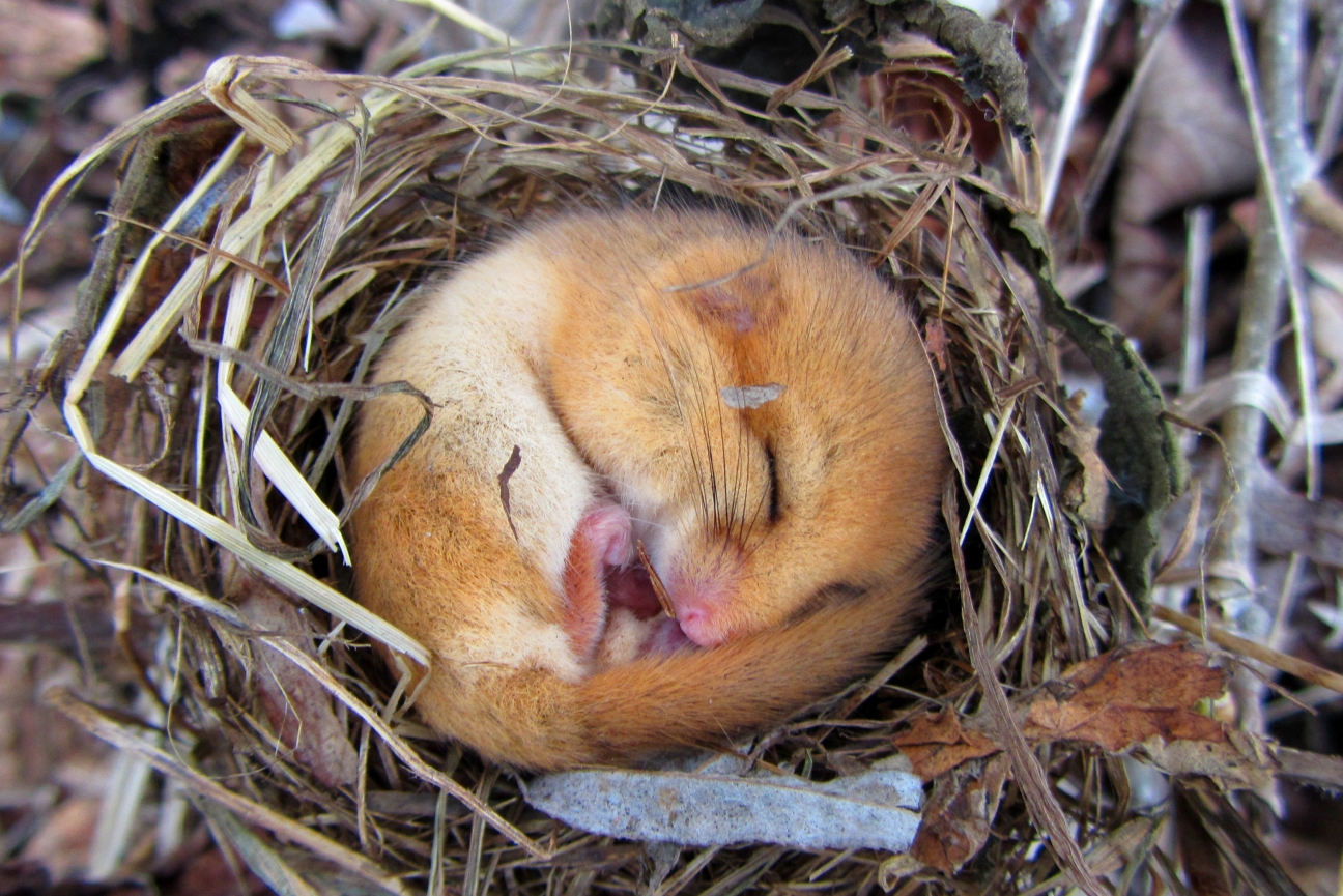 A hibernating dormouse.