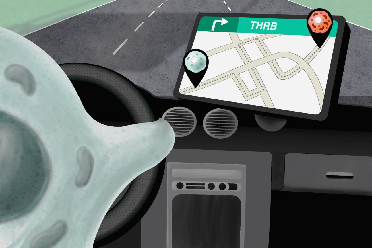 A cell driving a car, where THRB is the GPS