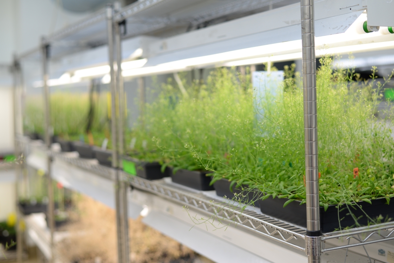 Arabidopsis, a thin green plant, grows on shelves in a greenhouse