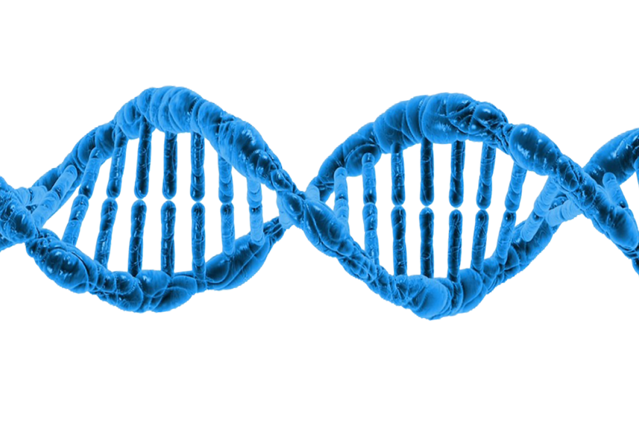 A DNA helix in blue, horizontal