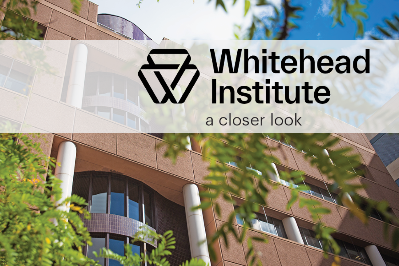 Image of Whitehead Institute with overlaid text: "Whitehead Institute a closer look"