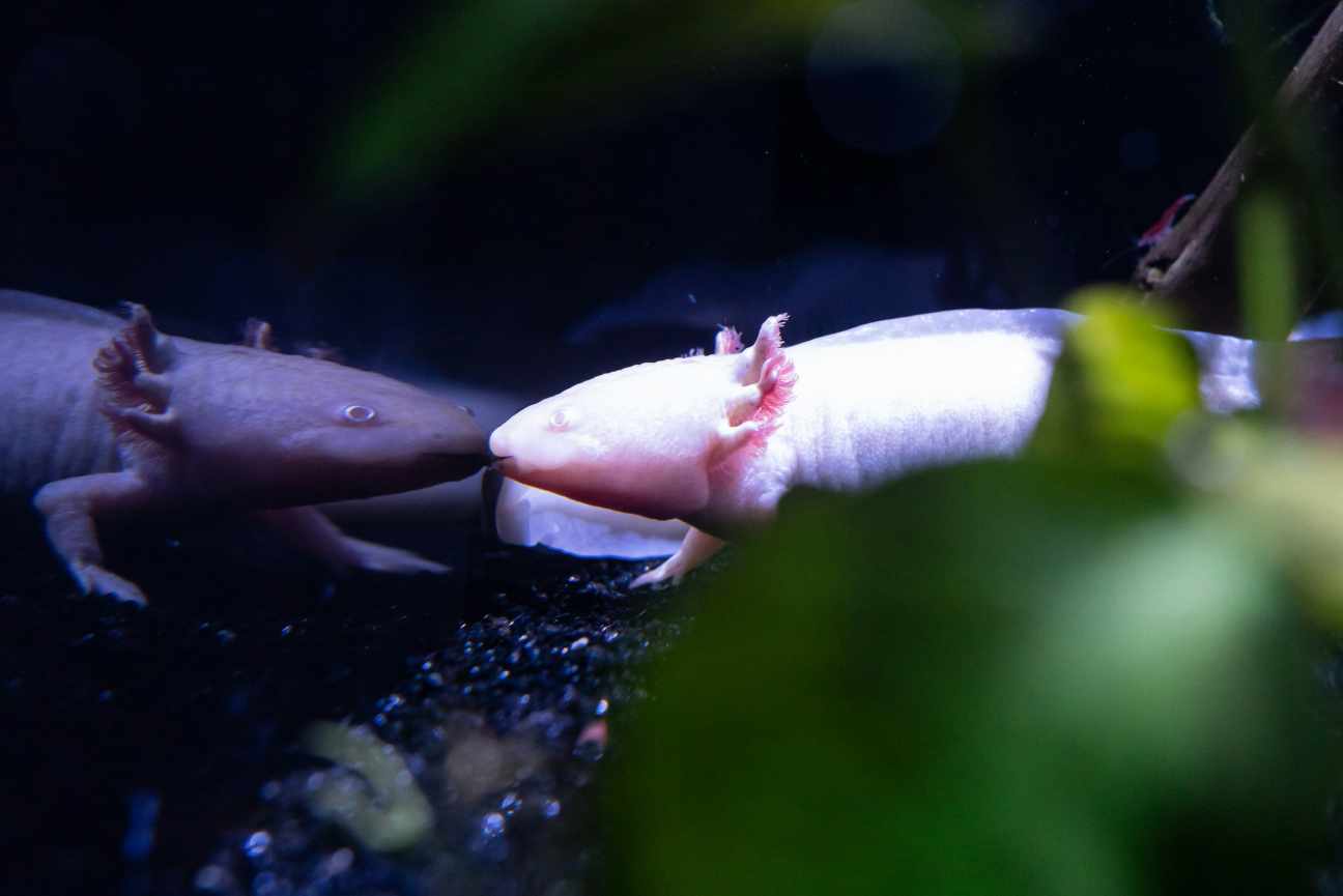 An axolotl touches its nose to its reflection in the side of a tank